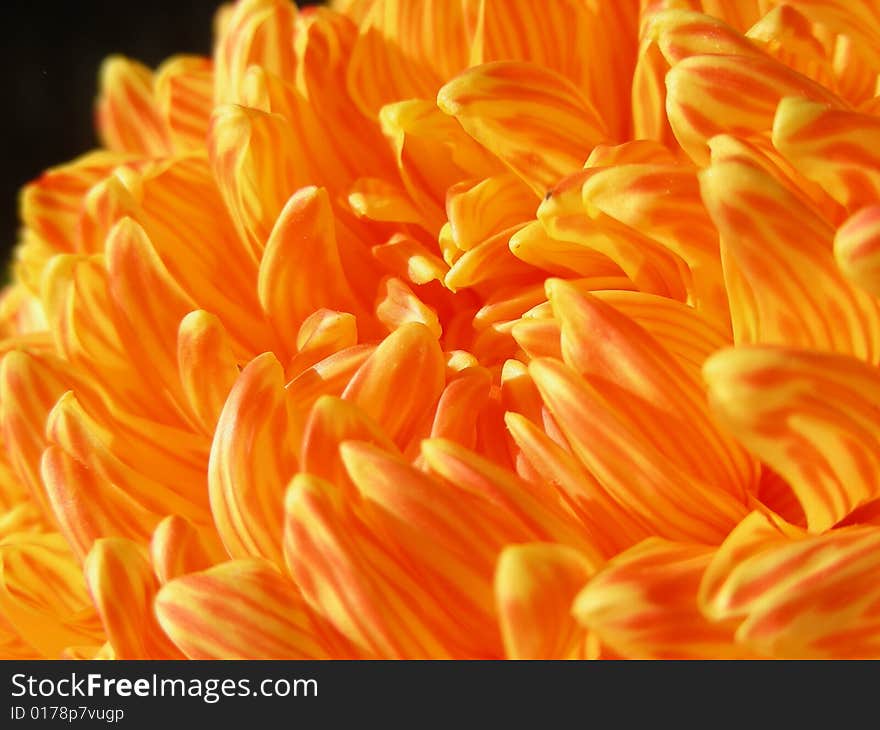 Lovely orange stripped mum - just right for fall. Lovely orange stripped mum - just right for fall.