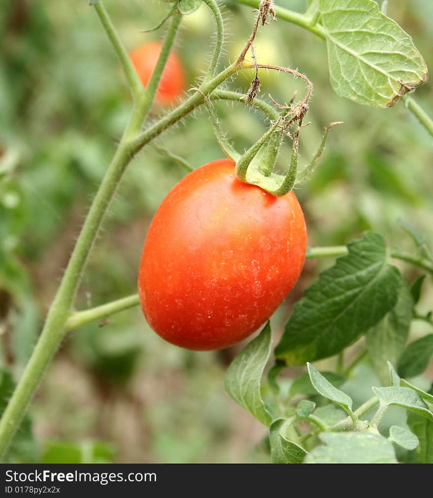 Tomatoes