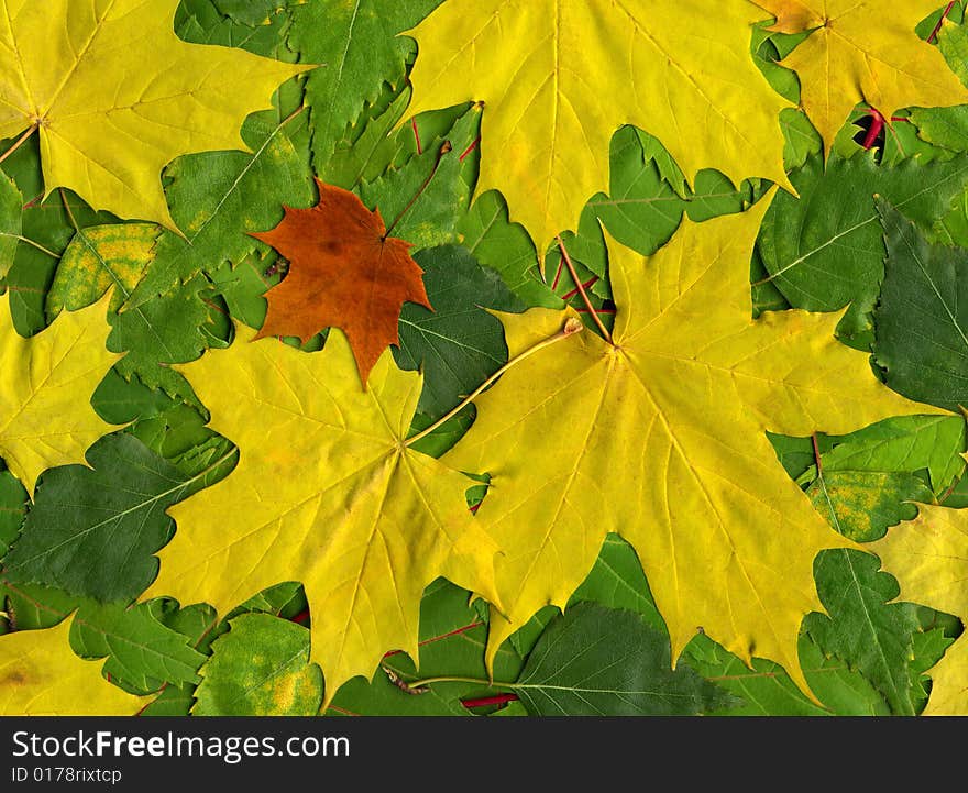 Many leaves on white background