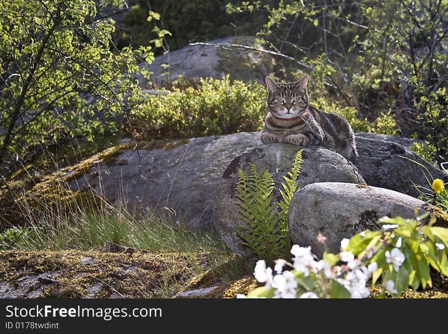 Cat on stone