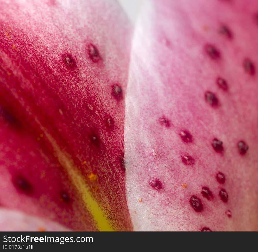 Orchid as a background texture