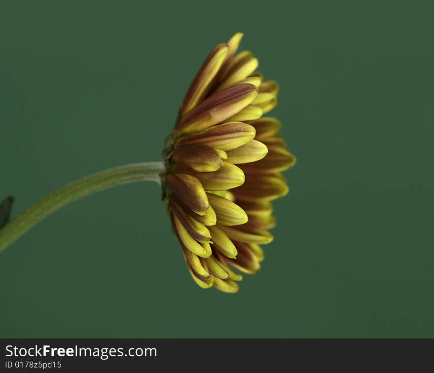 Elegant beautiful lone flower profile set against green background