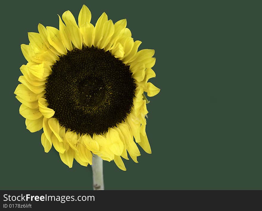 Bright iconic sunflower set against green background