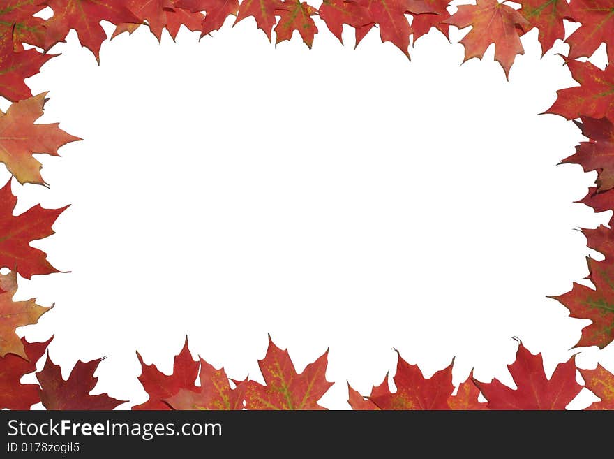 Red Maple Leaf Poster Or Card.