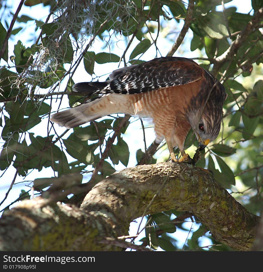 Hawk In A Tree