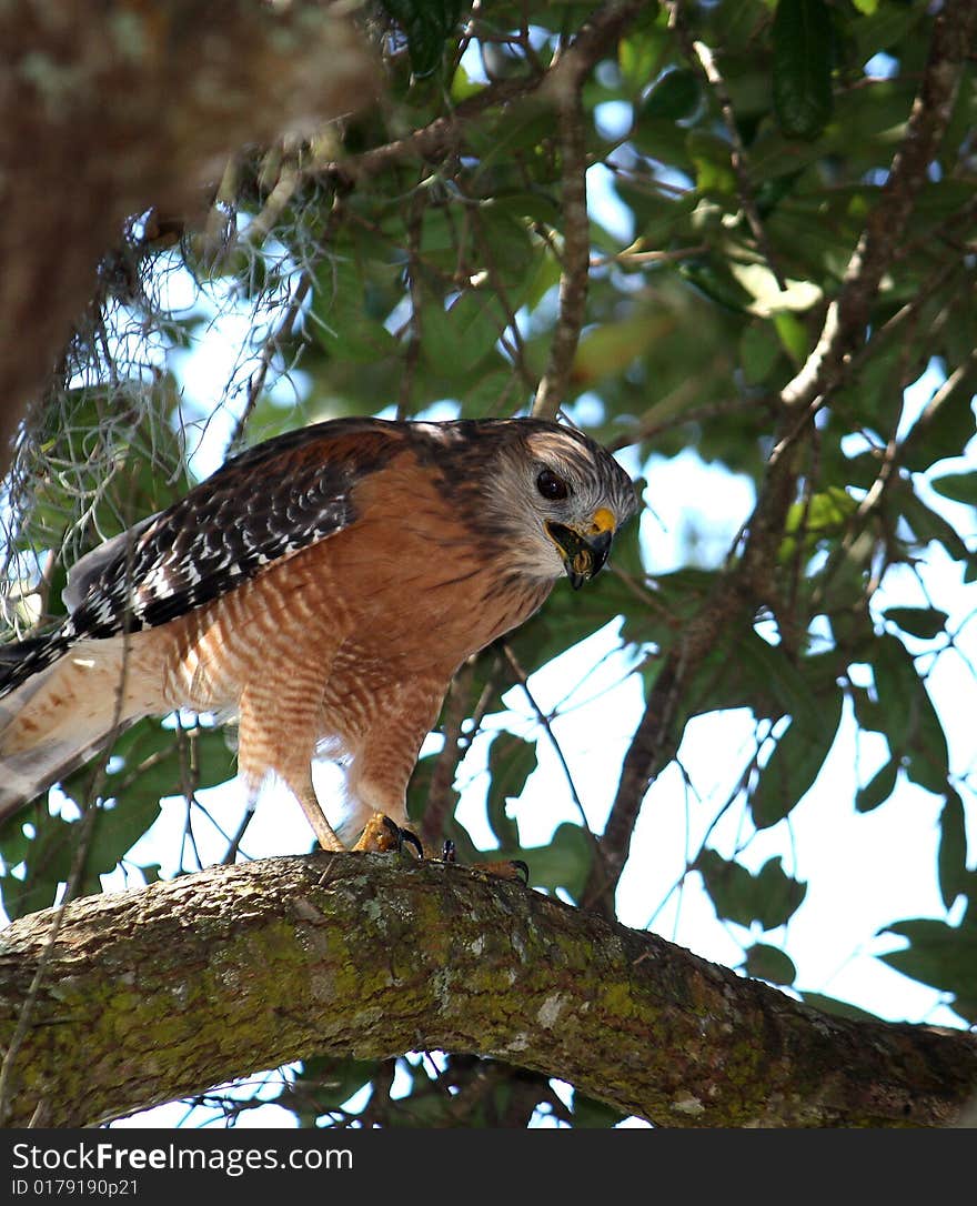 Hawk In A Tree