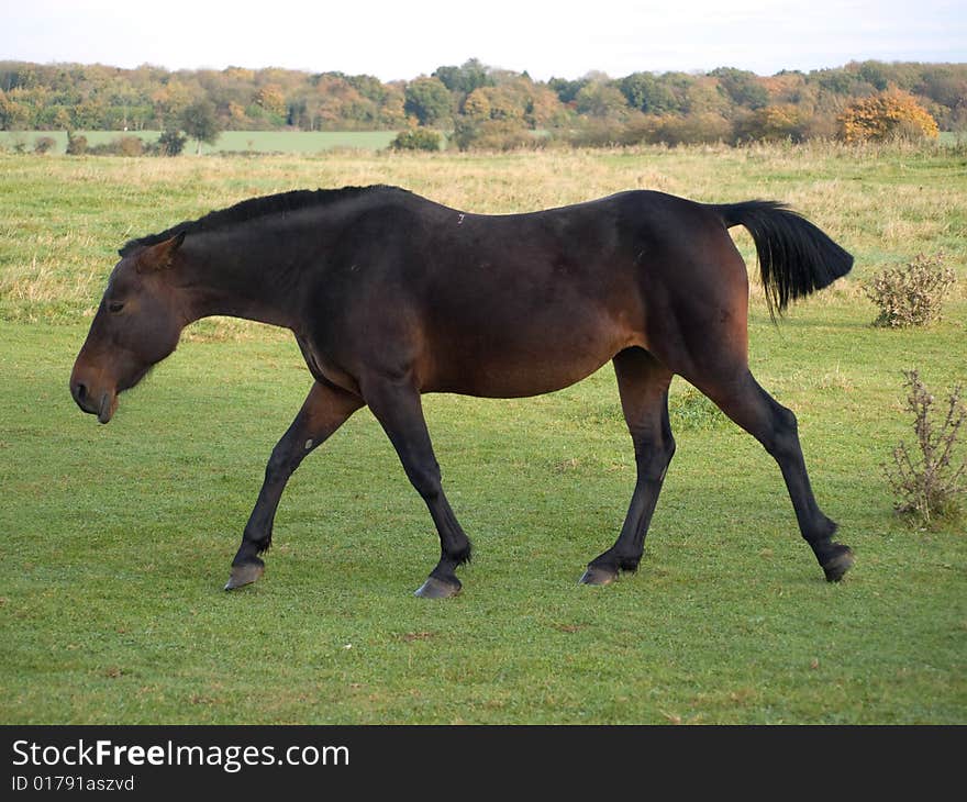 Brown horse walking in a grass paddock