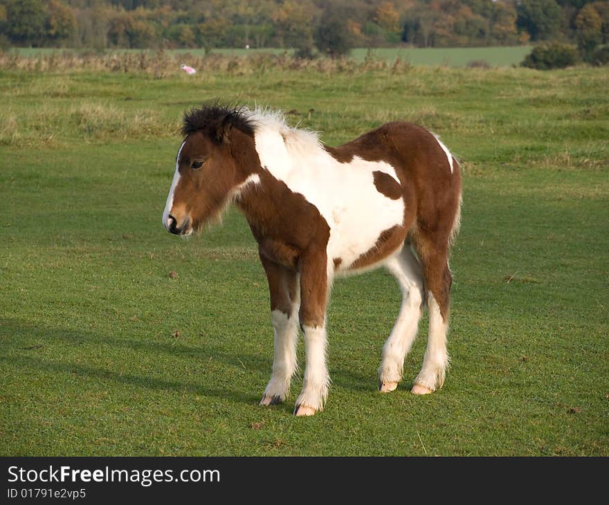 Brown and white foal standing in a field. Brown and white foal standing in a field