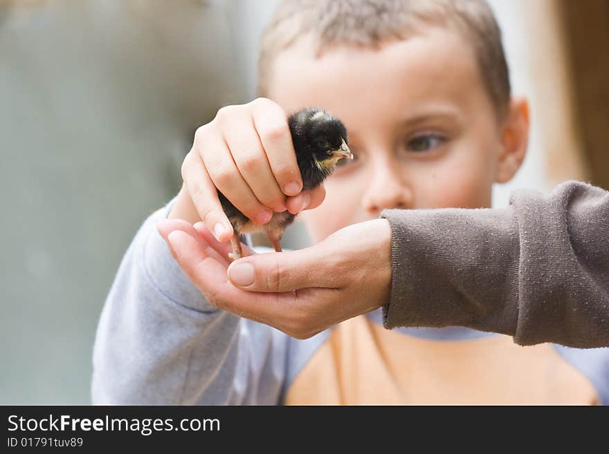 Boy putting a baby chick on an opened hand