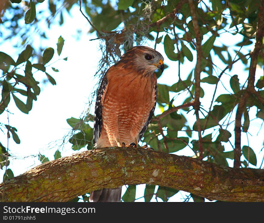 Hawk in a tree