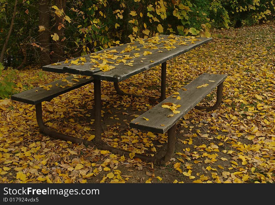 Fall Leaves On Table