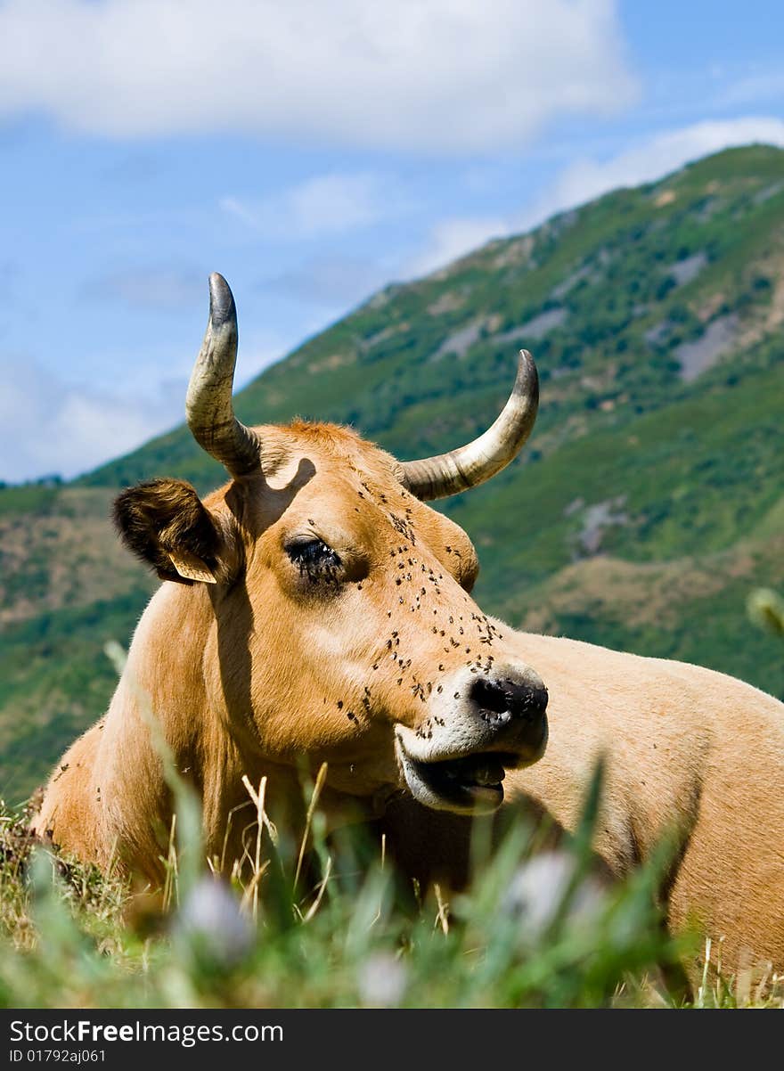 Mountain Cow Covered In Flies