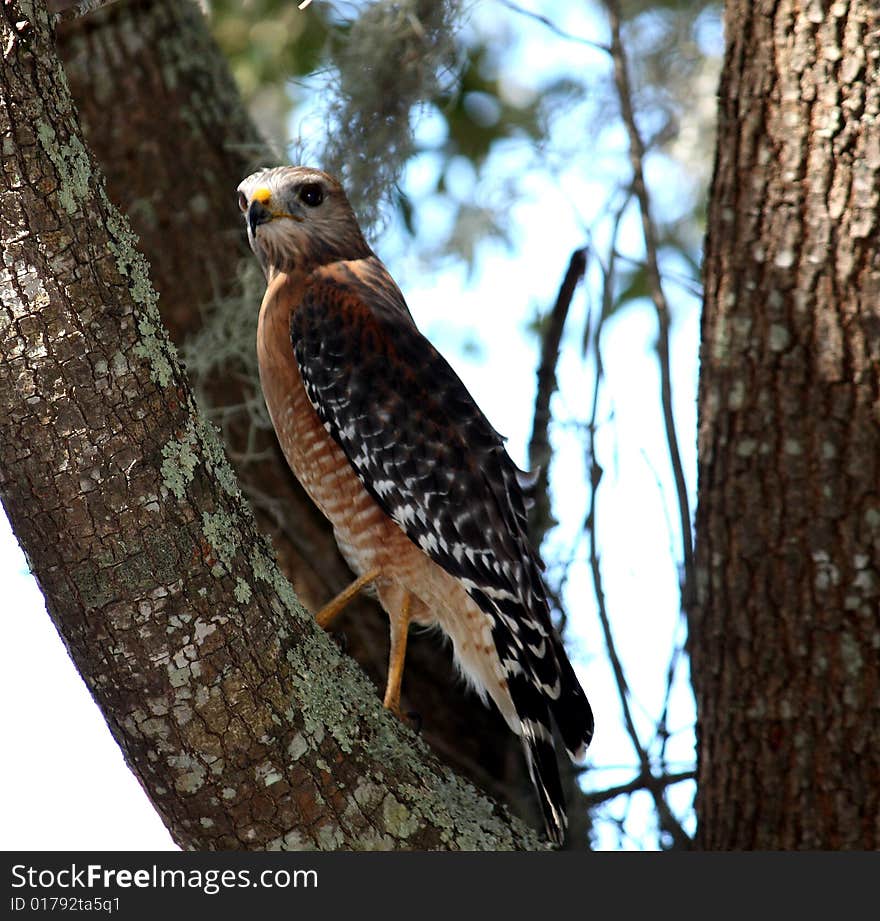 Hawk in a tree