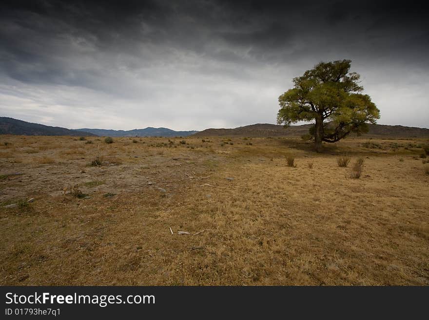 Dry land,dead branches and plants. Dry land,dead branches and plants