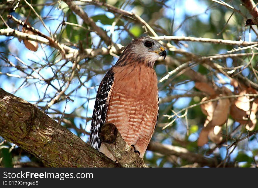 Hawk sits in a tree