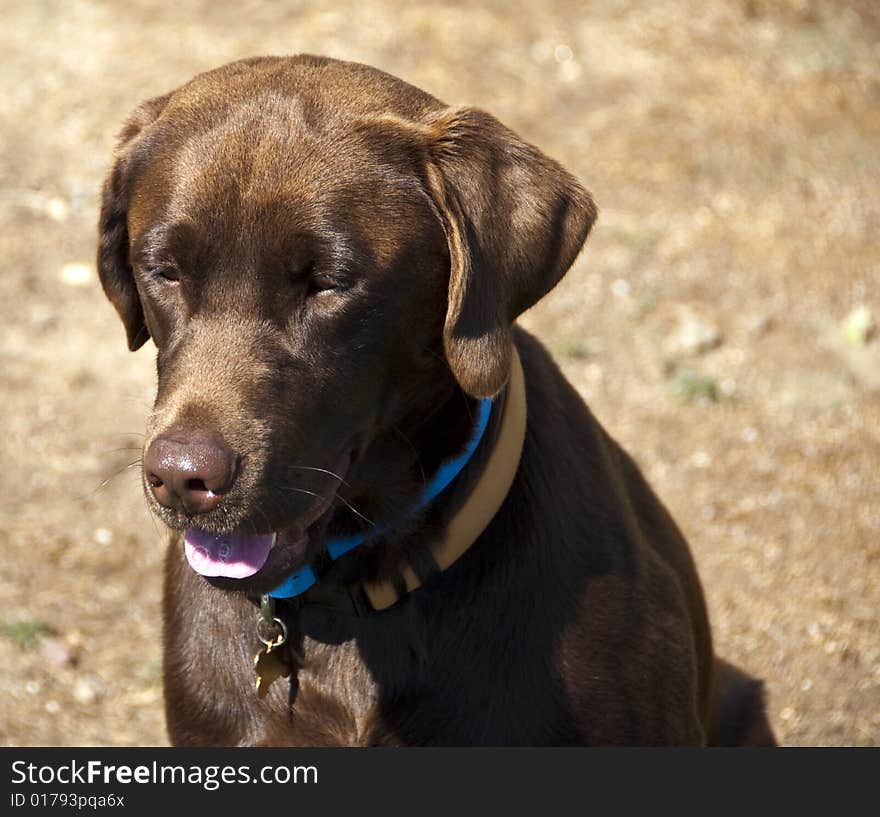 Chocolate Labrador Retriever Sitting and Staring. Chocolate Labrador Retriever Sitting and Staring