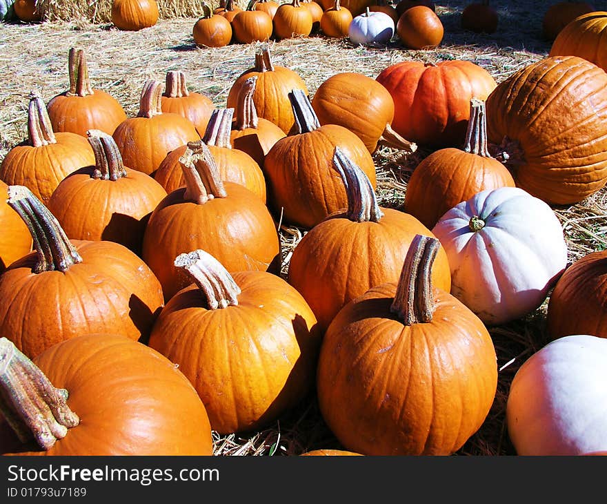 Pumpkin Patch in Northern California Fall 2008. Pumpkin Patch in Northern California Fall 2008