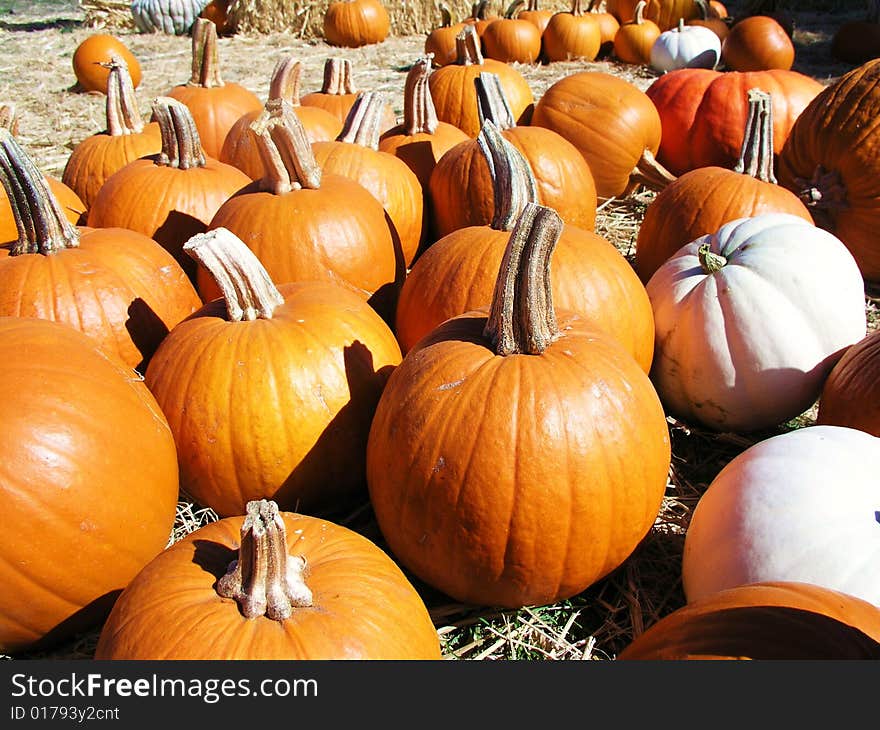 A Lot Of Pumpkins