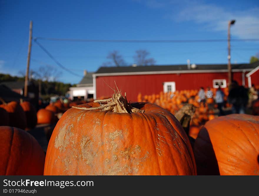 Orange pumpkins lined up for sale. Orange pumpkins lined up for sale