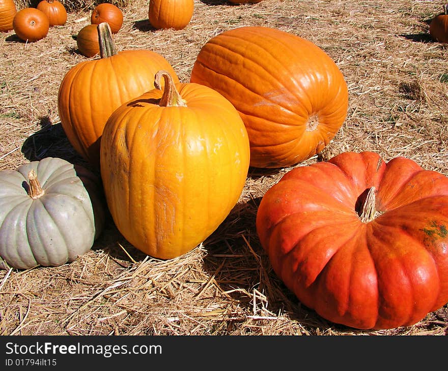 Pumpkin Patch in Northern California Fall 2008. Pumpkin Patch in Northern California Fall 2008