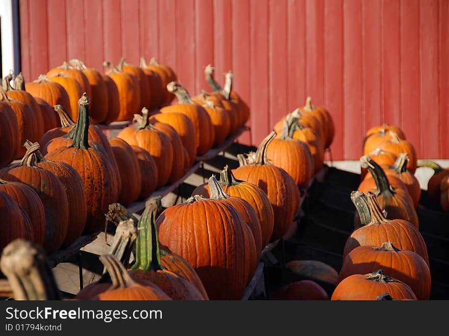 Orange pumpkins lined up for sale. Orange pumpkins lined up for sale