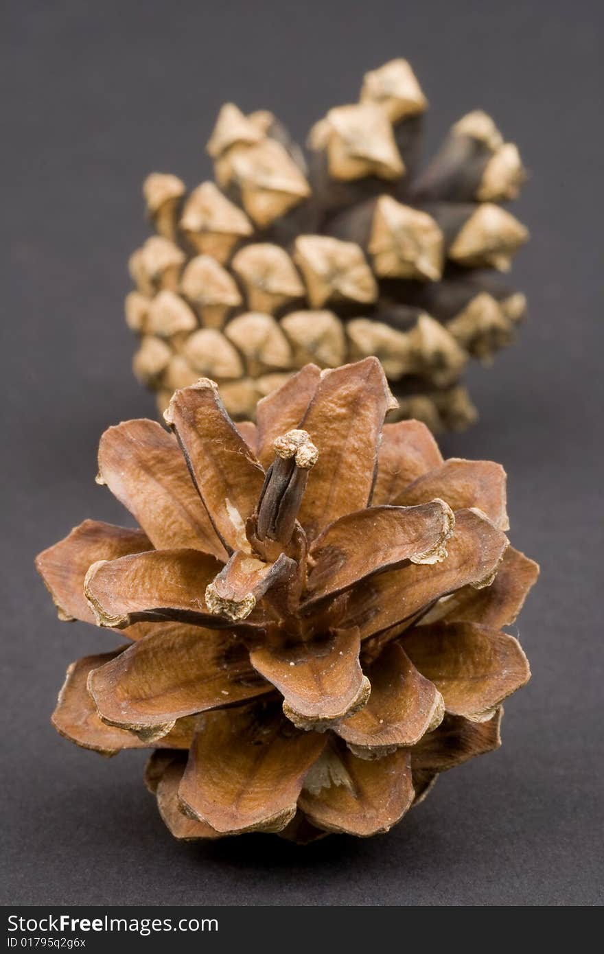 Close up of a oak gall on black background