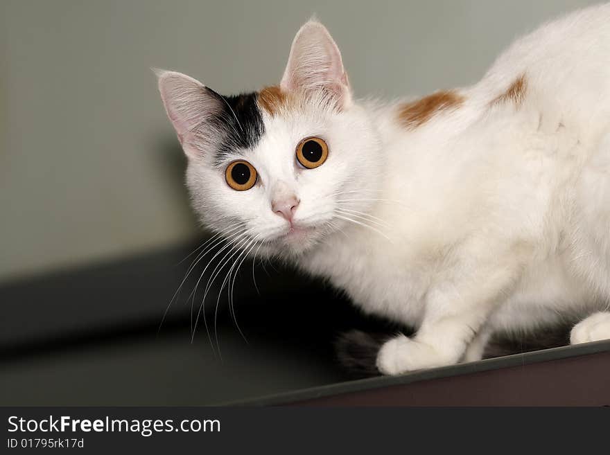 Cat on the refrigerator