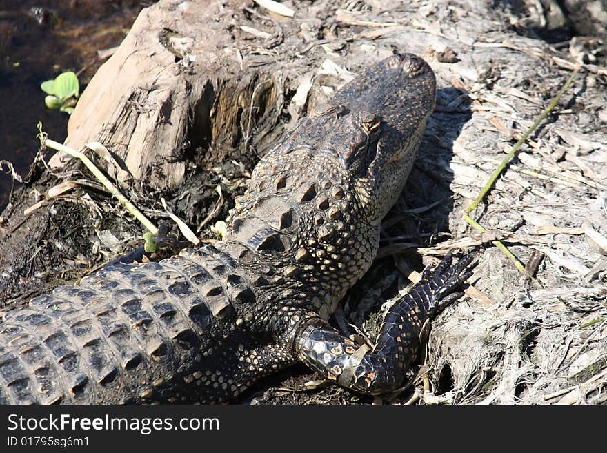 Alligator sunning himself