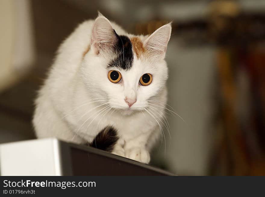 Cat on the refrigerator.