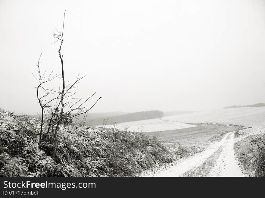 Snowfall in a winter Landscape