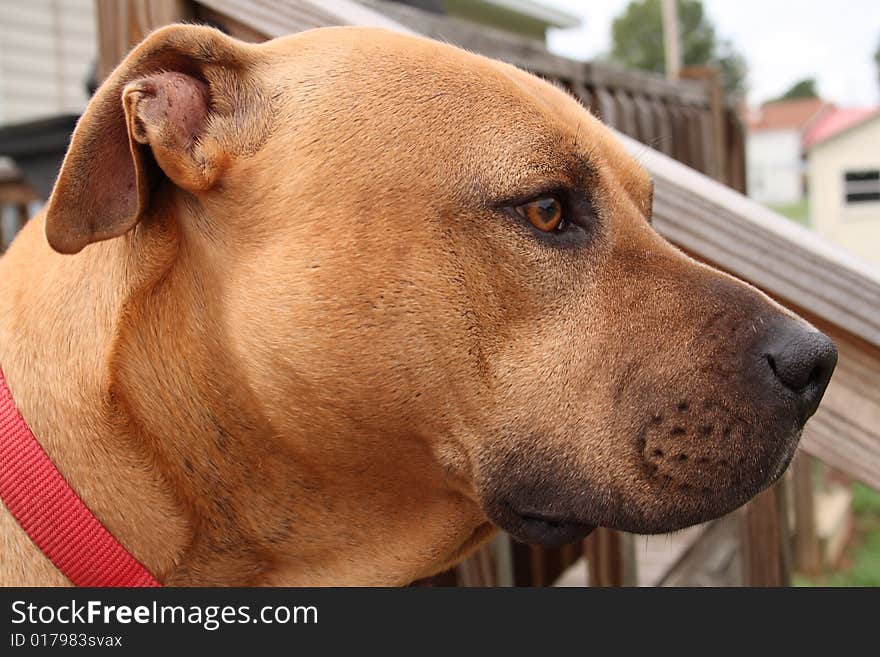 close up big brown dog