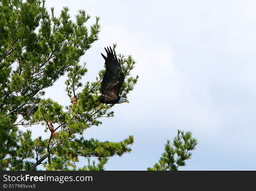 Bald eagle flying out of a tree