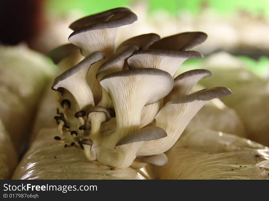 Family of Mushrooms take at a mushroom file in Singapore