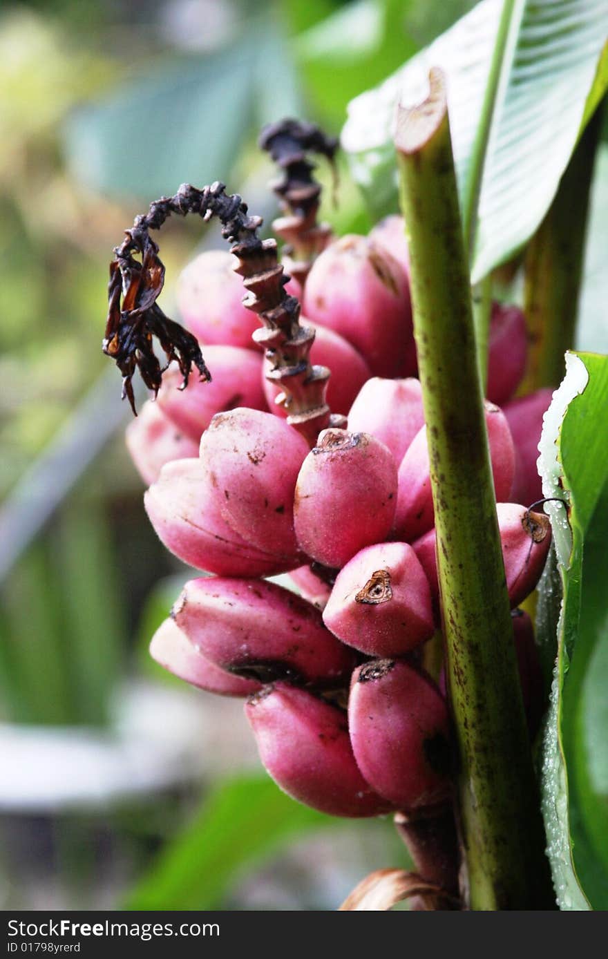 Growing young banana fruit buds. Growing young banana fruit buds