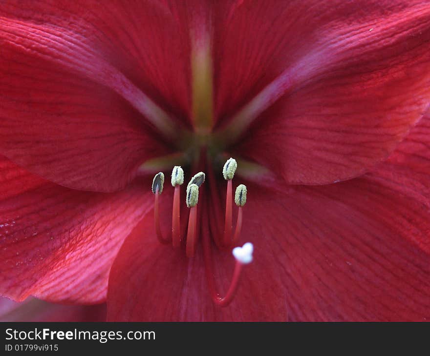 Dark Red Flower