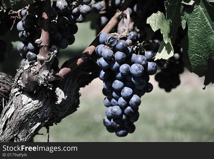 Grapes on Long Island vineyard. Grapes on Long Island vineyard