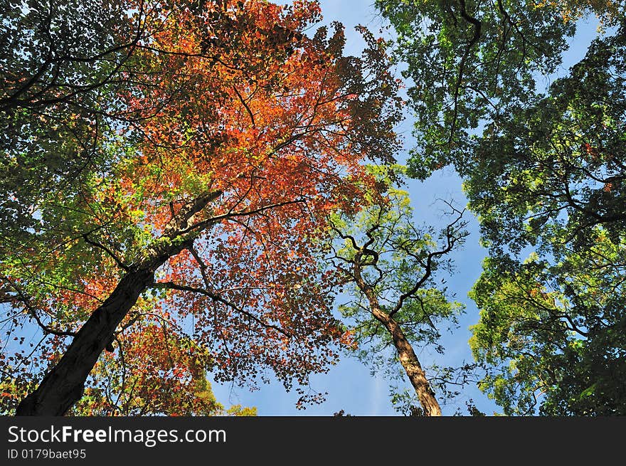 Fall 2008 foliage taken at Caumsett State Park, NY. Fall 2008 foliage taken at Caumsett State Park, NY