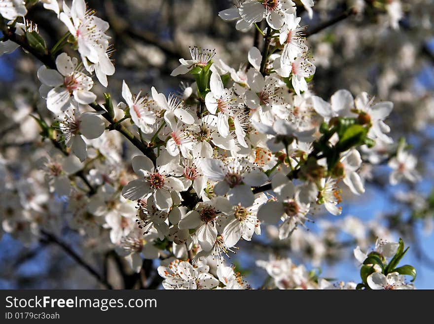 Close up shot of cherry blossom white flowers