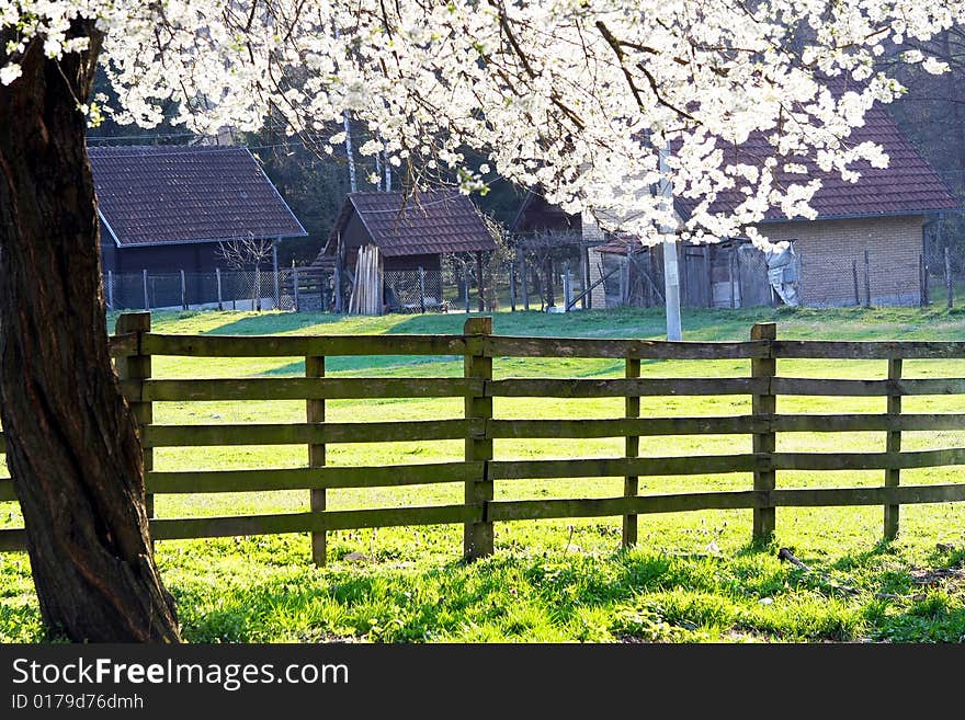 Blossom and fence