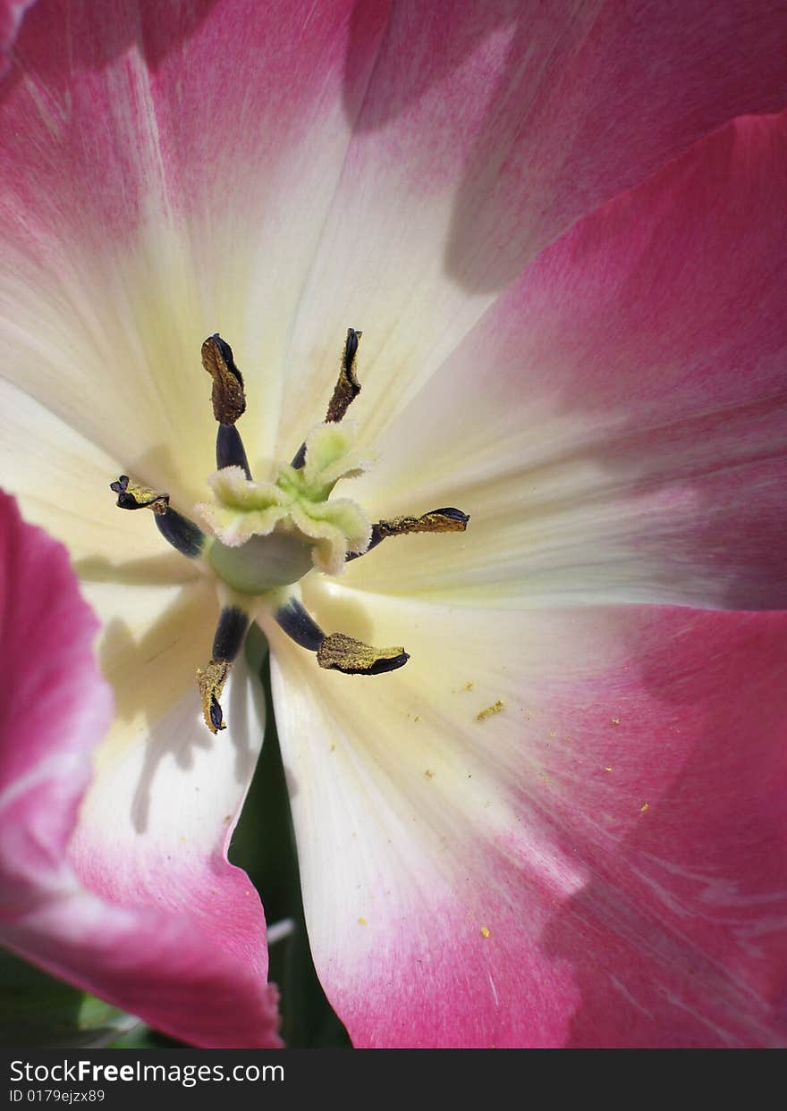 Purple and white tulip close up