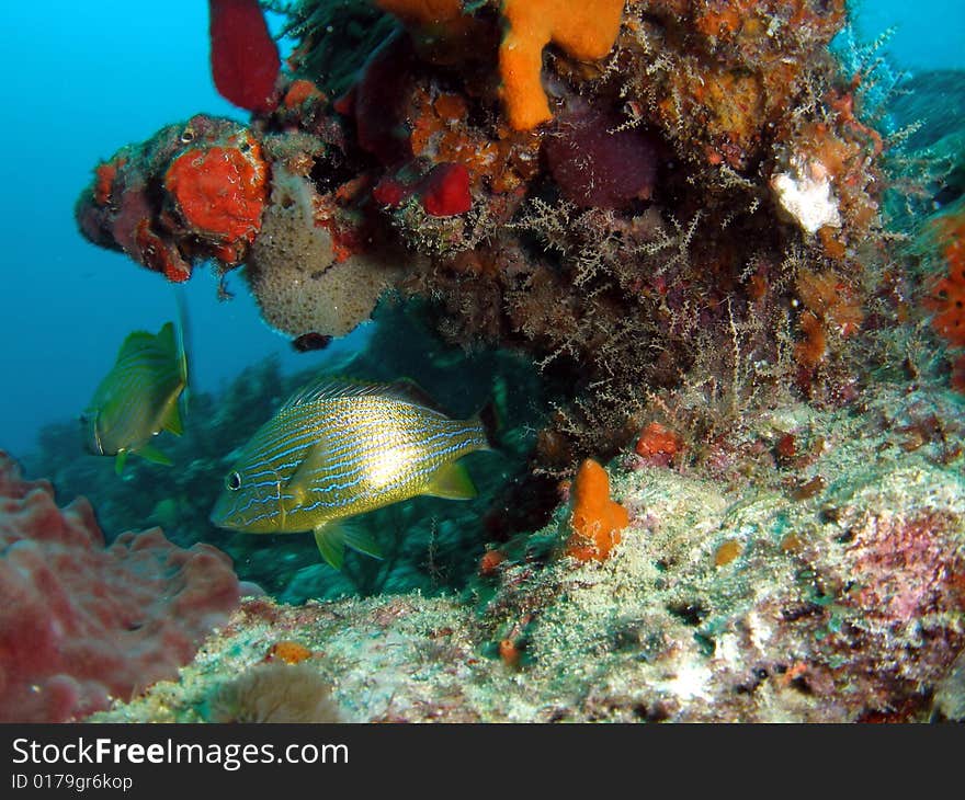 These bluestriped grunts were swimming around this beautiful coral located in south Florida.