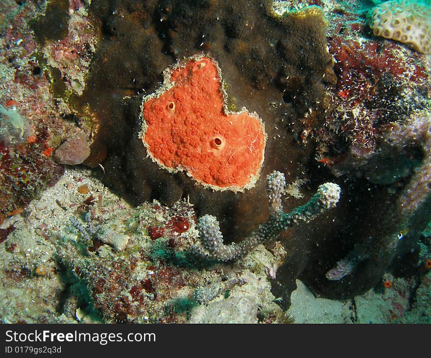 This red boring sponge was taken at 55 feet off the coast of south Florida.