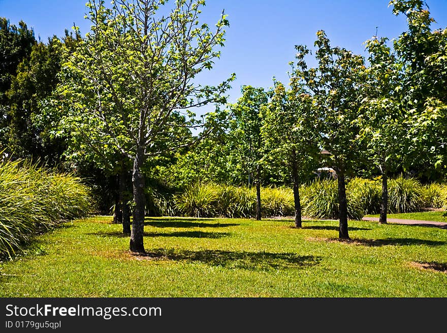 Green lawn, trees and shrubs in public park. Green lawn, trees and shrubs in public park.