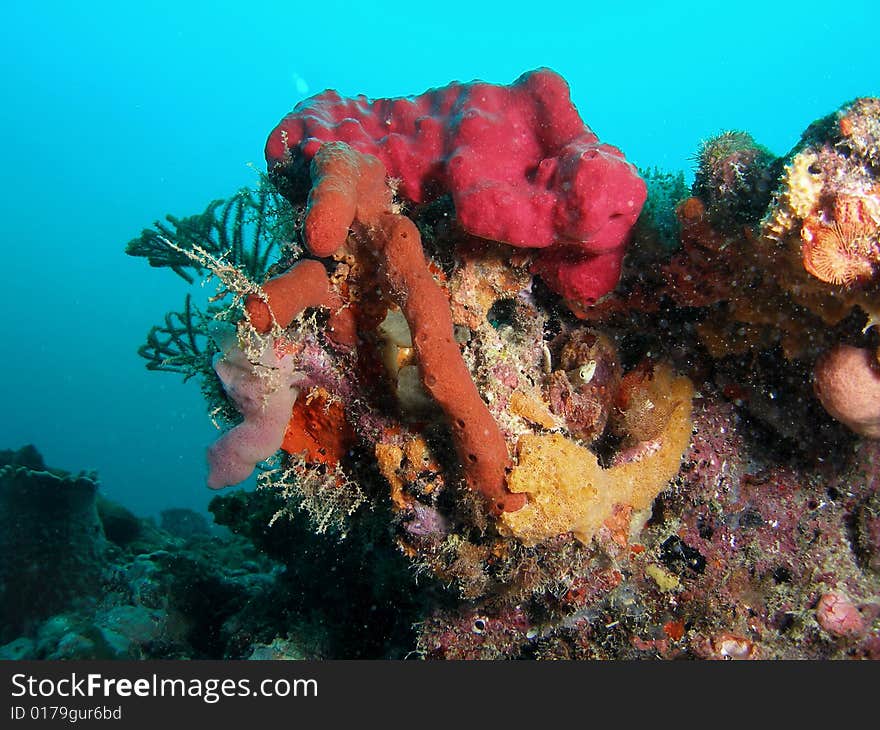 This colorful coral was taken at 50 feet of water just off shore in south Florida. This colorful coral was taken at 50 feet of water just off shore in south Florida.