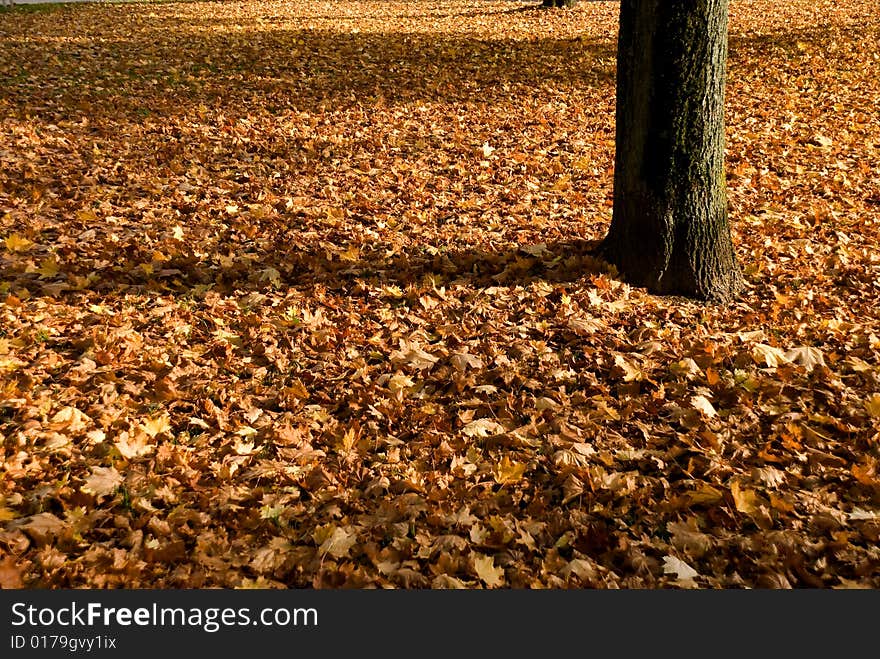 Colorful autumn in the forest