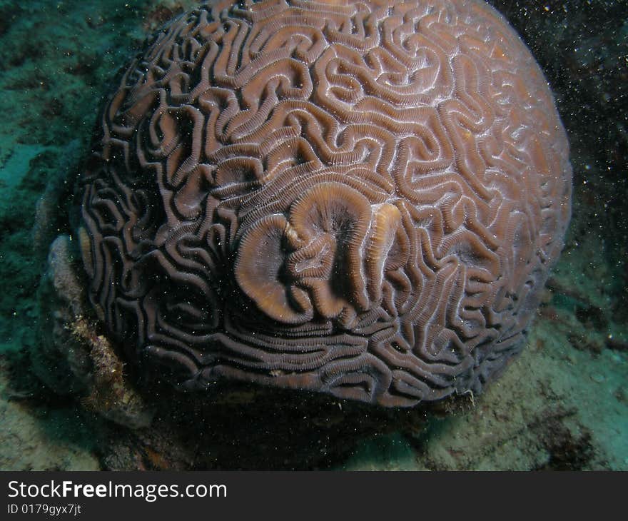 Brain coral with a unique design. This  image was taken in Pompano Beach, Florida.