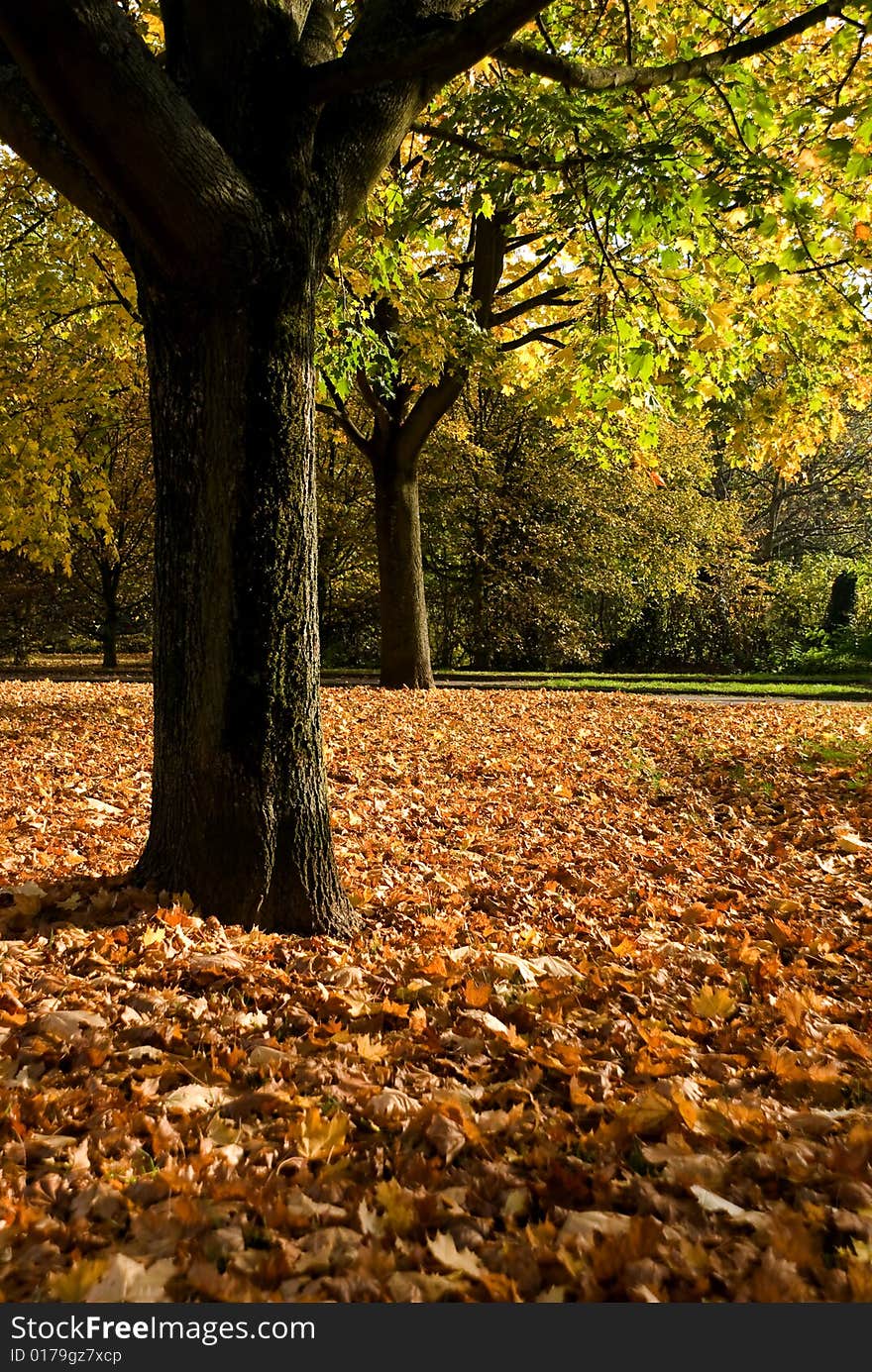 Colorful autumn in the forest