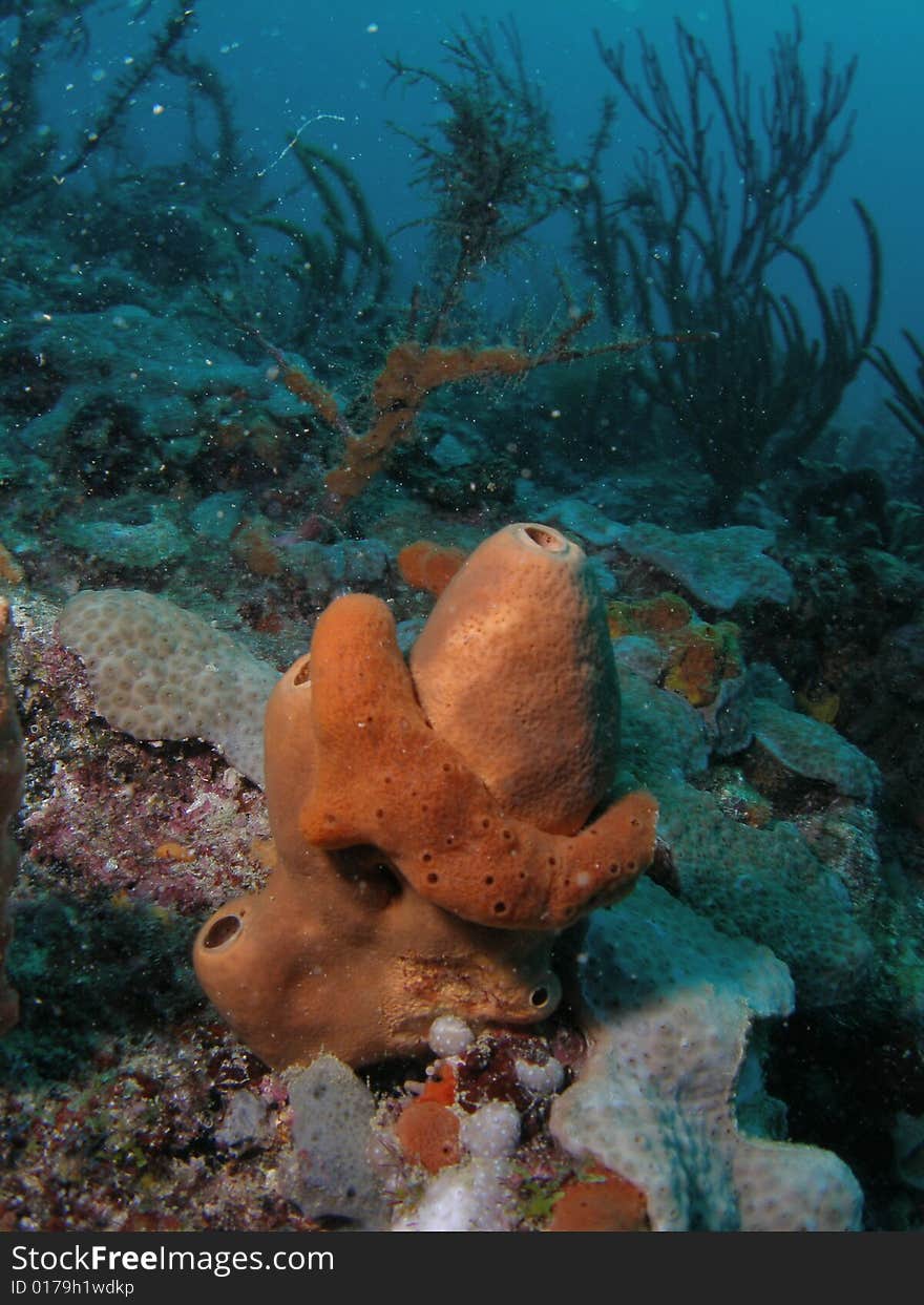 This brown tube coral was taken in Pompano Beach, Florida. This brown tube coral was taken in Pompano Beach, Florida.