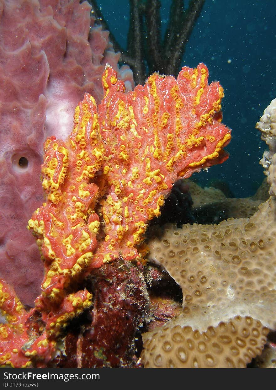 This colorful coral was taken at 50 feet of water just off shore in Pompano Beach, Florida. This colorful coral was taken at 50 feet of water just off shore in Pompano Beach, Florida.