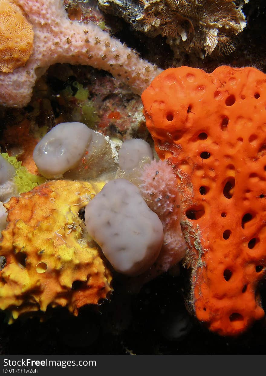 This colorful coral was taken at 50 feet of water just off shore in Pompano Beach, Florida. This colorful coral was taken at 50 feet of water just off shore in Pompano Beach, Florida.